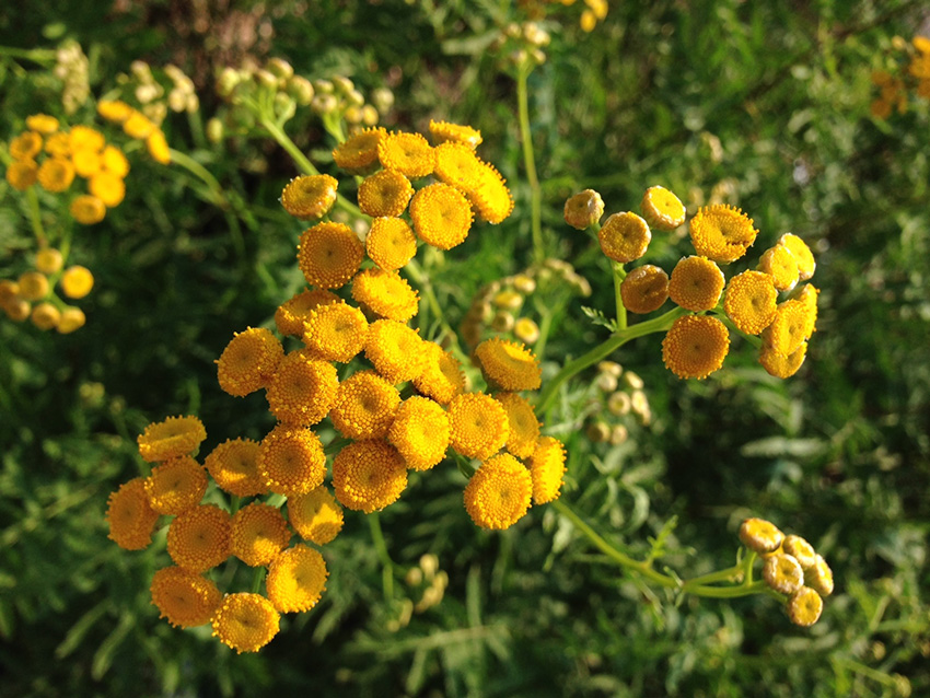 https://www.treeoflife.co.jp/garden/news/images/6901825742a50eb98aa503a89478badee49c9c05.JPG