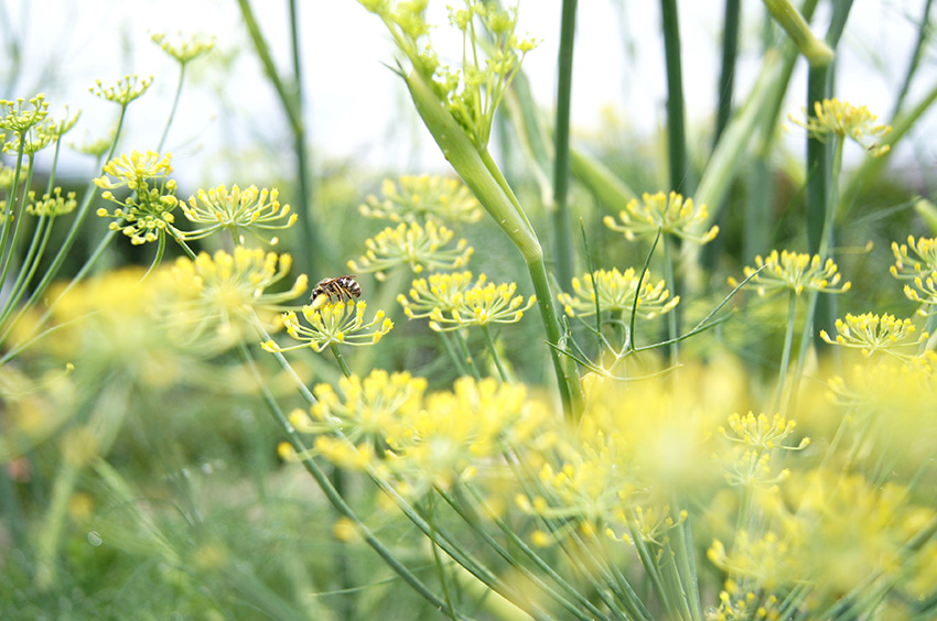 https://www.treeoflife.co.jp/garden/news/images/6d4784263e75561e4d6f936ec3b704e83b35c42c.JPG