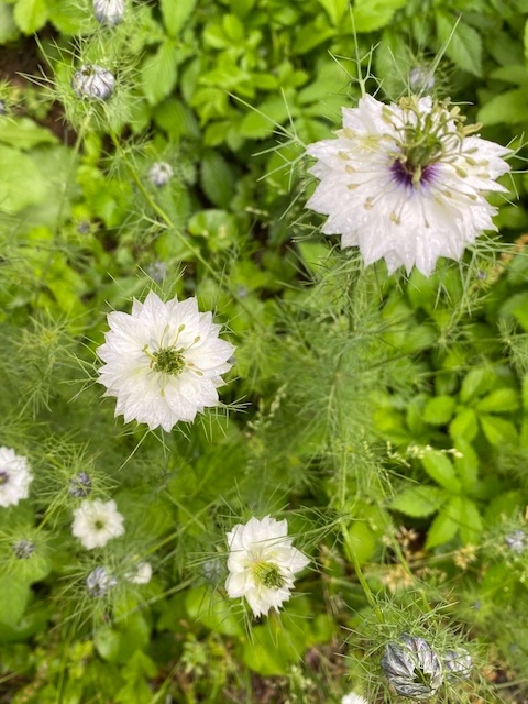 https://www.treeoflife.co.jp/garden/news/images/6fa2466f3cc39ec3f53c0c6337bf248c14bda0c0.jpg
