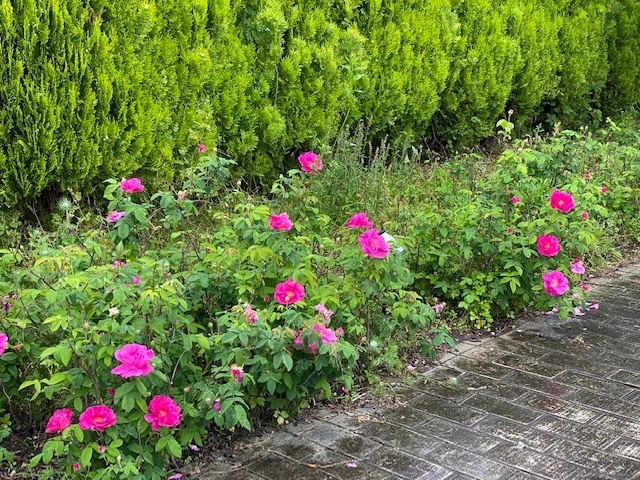 https://www.treeoflife.co.jp/garden/news/images/6fee552cad8bf60ba1cbe5ce83ae08dd3337be39.jpg