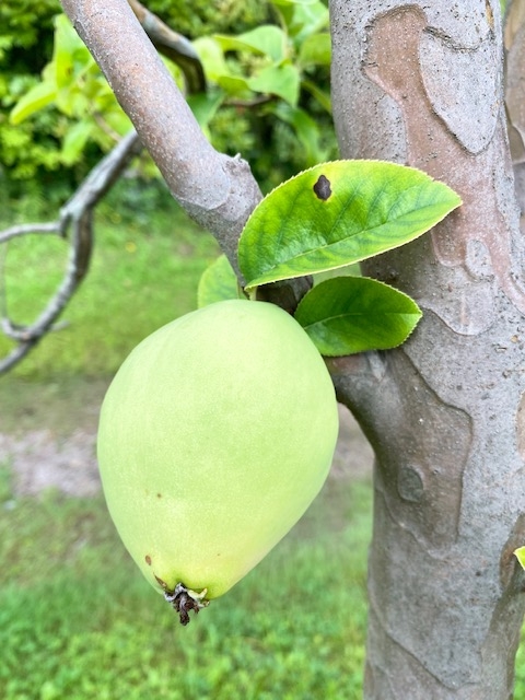 https://www.treeoflife.co.jp/garden/news/images/7087e1c08cc7772a57b7dbf2e587872cfeac640d.jpg