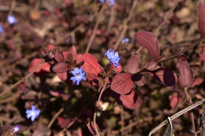 https://www.treeoflife.co.jp/garden/news/images/7563185b1fb7b11d96301b917c8efdf512a52a64.JPG