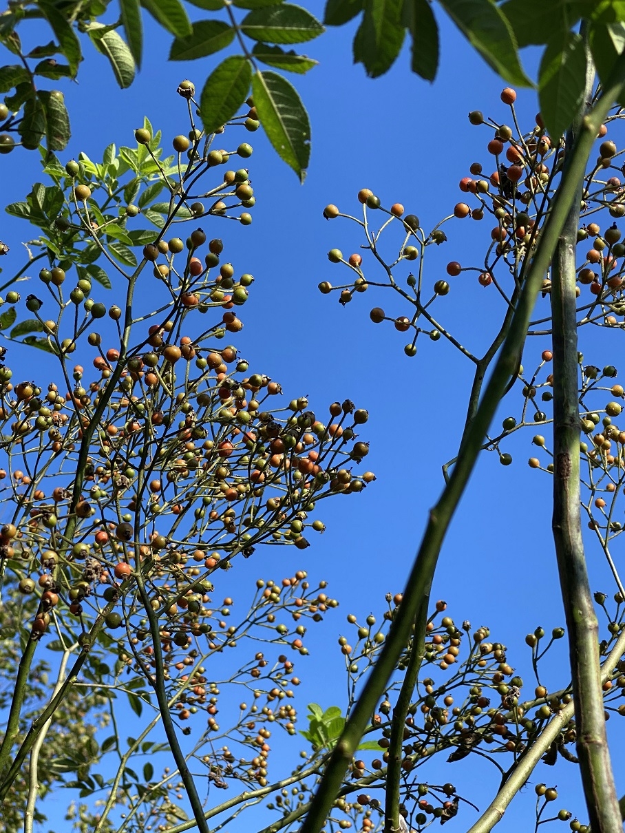 https://www.treeoflife.co.jp/garden/news/images/76f4f0819137b48c62530cae4008d00b530dfbce.jpg