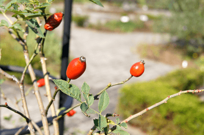 https://www.treeoflife.co.jp/garden/news/images/780f3c5669042217e9eed8da042f30421ae0956b.png