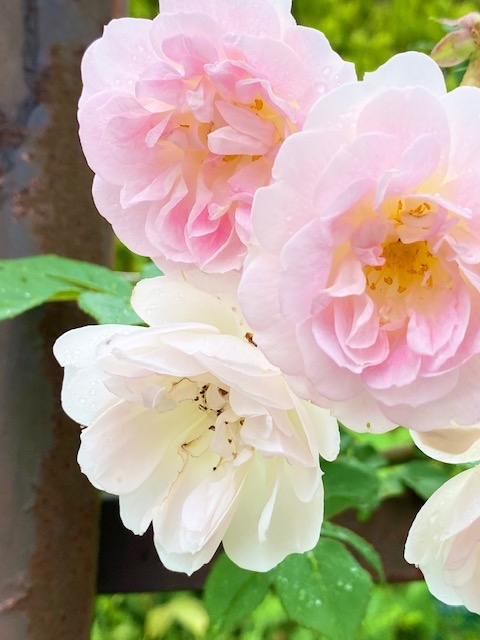 https://www.treeoflife.co.jp/garden/news/images/7a7bf647c6906a9939ed637067ea5925190d76d2.jpeg