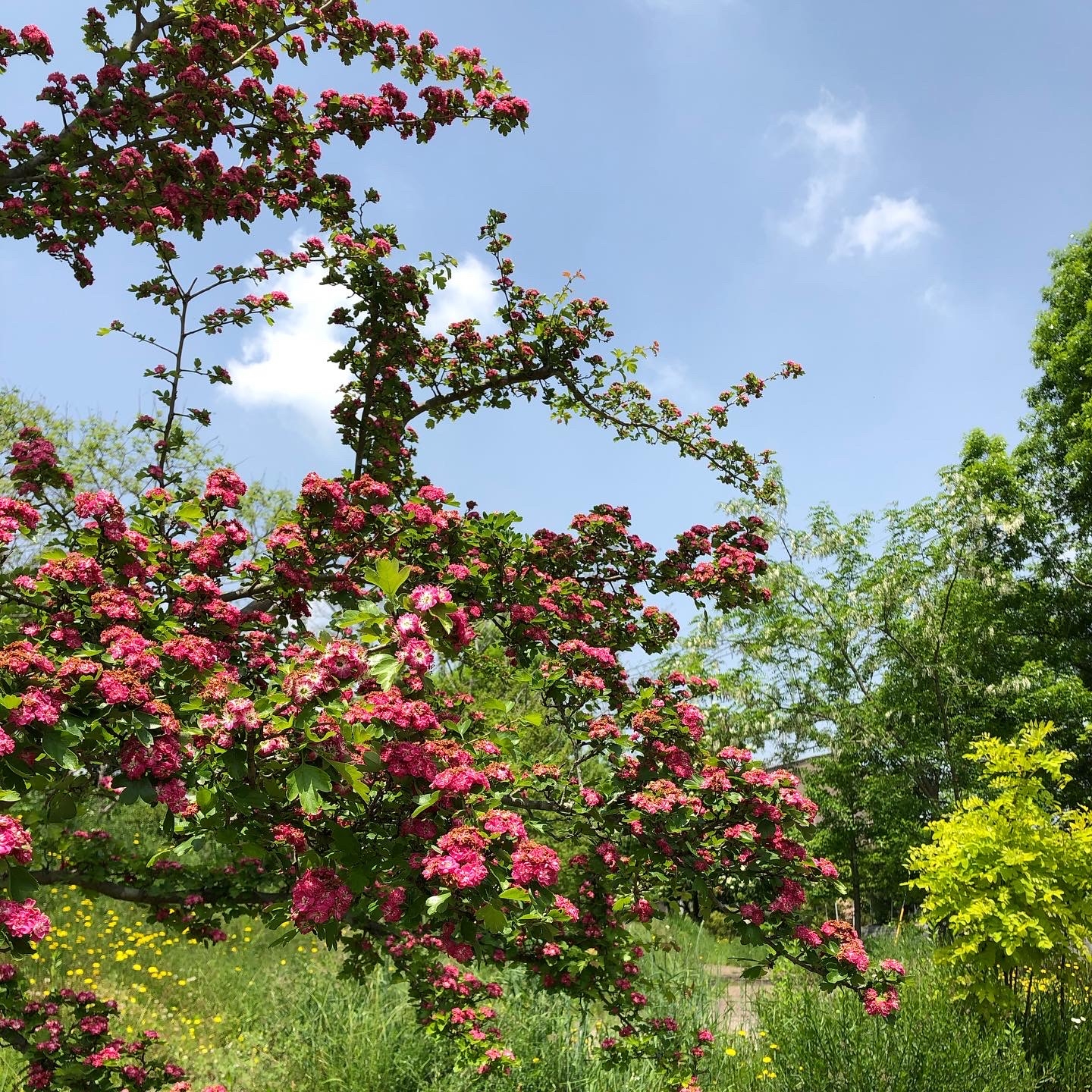 https://www.treeoflife.co.jp/garden/news/images/7b1b29832db6c718f408214ac72f11034d2a8a0f.jpg