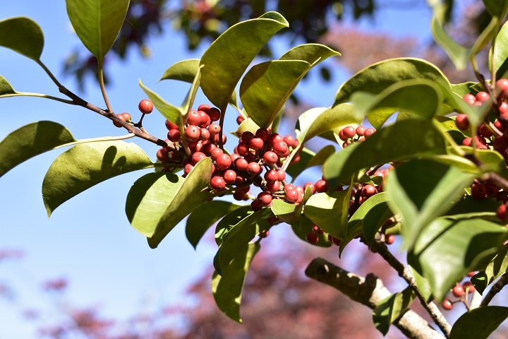 https://www.treeoflife.co.jp/garden/news/images/7d7b8834dd50c0c6ee12e30326e2cf09c2562263.JPG