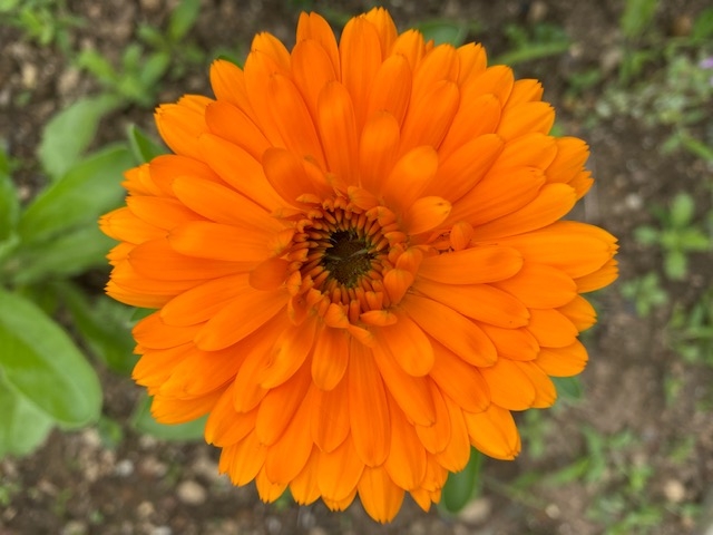 https://www.treeoflife.co.jp/garden/news/images/7e876accaa5f18cf547d9e96a31ba7334aa49072.jpg