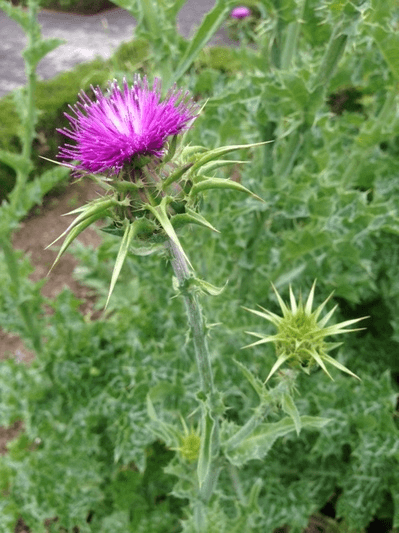 https://www.treeoflife.co.jp/garden/news/images/8210bf46ba7df9a07cd2c7be179c0844ccea8e4f.png