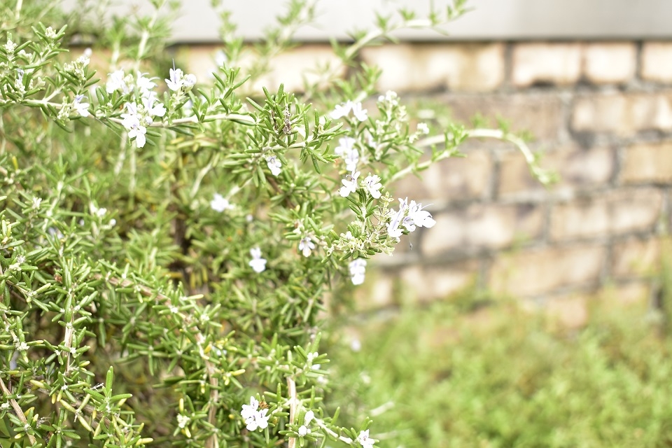 https://www.treeoflife.co.jp/garden/news/images/83327a243809f5147f4f967f0323d27565e7c7cd.JPG