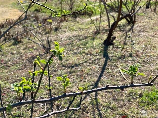 https://www.treeoflife.co.jp/garden/news/images/83e650d9529664d2f0f3387d2d74d1e5fd2ce623.jpg