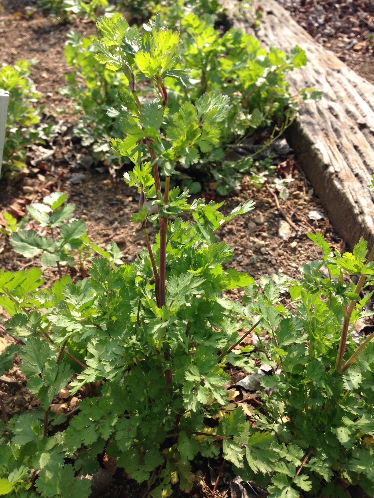 https://www.treeoflife.co.jp/garden/news/images/855f43be54d769d08584cf12e27c909e34393c37.jpg