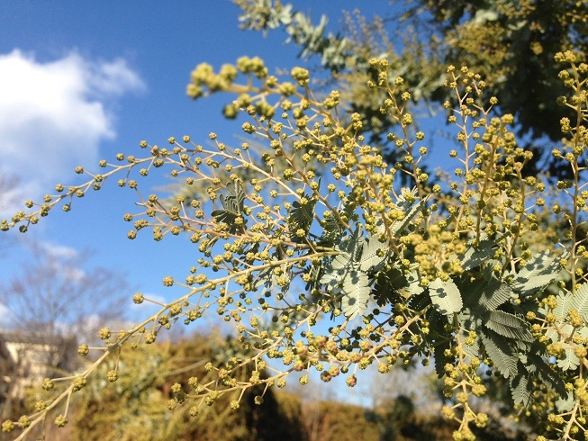 https://www.treeoflife.co.jp/garden/news/images/87f4a3f61d15070c78cf921521d7892d6329a265.jpg