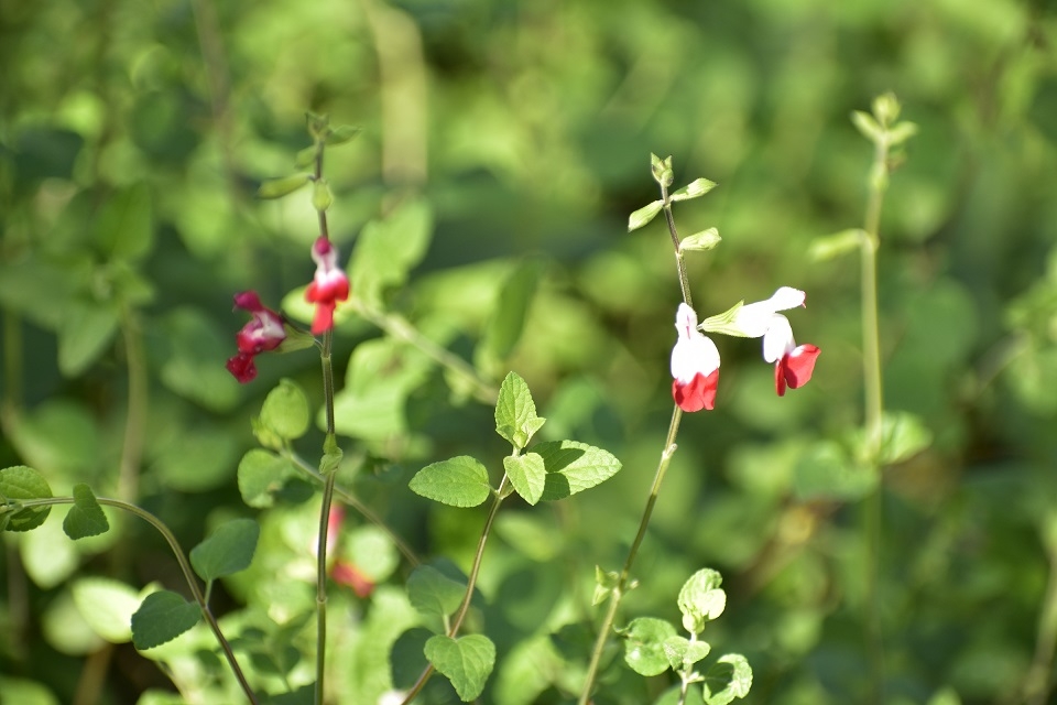 https://www.treeoflife.co.jp/garden/news/images/89624ab486dee41a25a4d80d5654072839b9729c.JPG