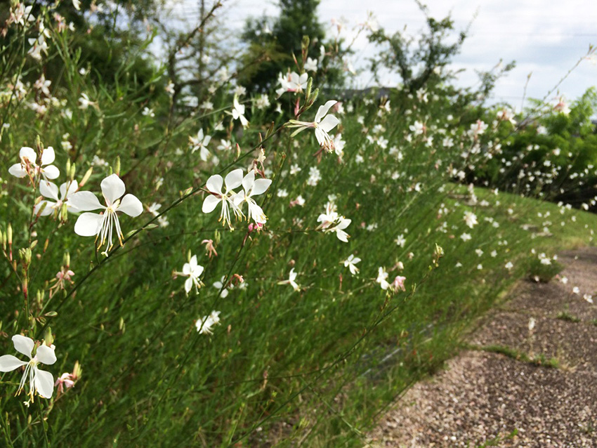 https://www.treeoflife.co.jp/garden/news/images/89808f8fec18f6a7ee35aed672e430a3aefd4760.JPG