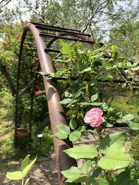 https://www.treeoflife.co.jp/garden/news/images/89c46d1888967f11a1886636b23d30369ff4410e.jpeg
