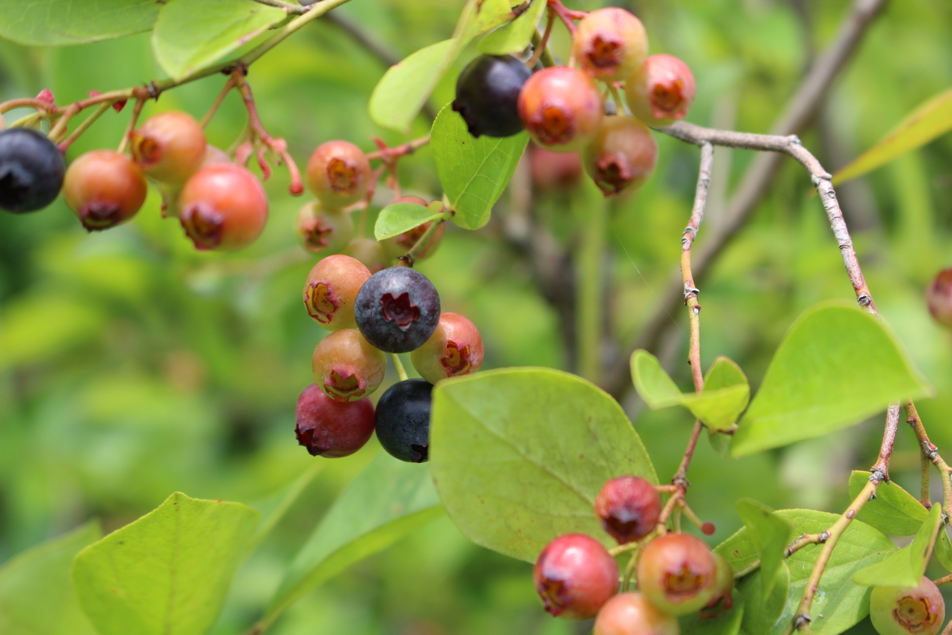 https://www.treeoflife.co.jp/garden/news/images/8aa819adb0b4713297b8e51d70b58a977ba32223.JPG