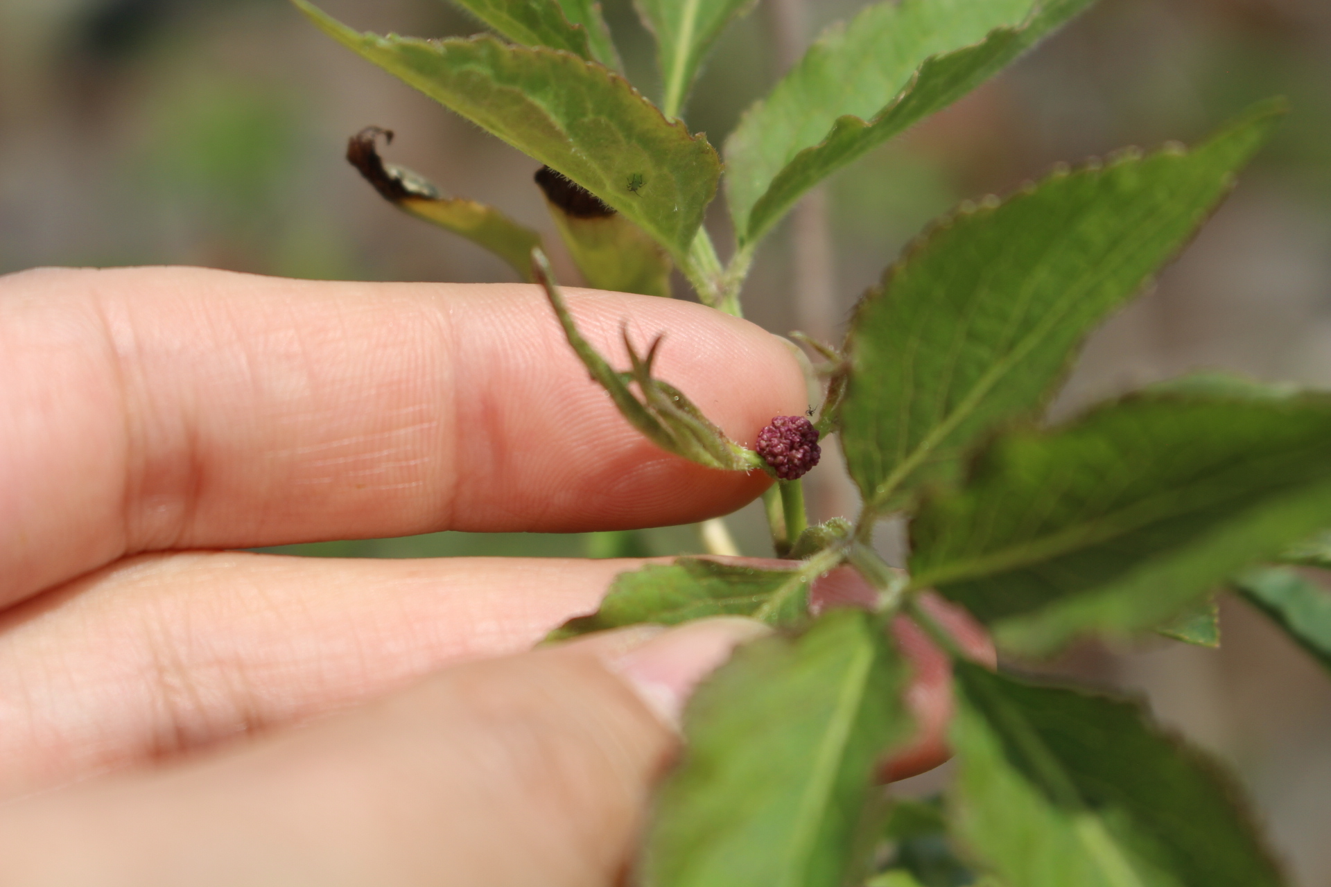 4月のハーブガーデン｜薬香草園｜生活の木：ハーブやアロマなど自然の