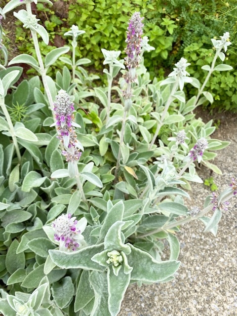 https://www.treeoflife.co.jp/garden/news/images/8fe132d28c75849b3c679b0335464fa1fdf959c5.jpg