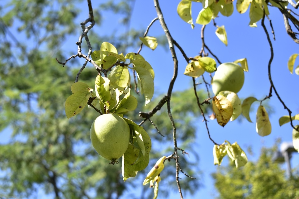 https://www.treeoflife.co.jp/garden/news/images/94665e3b1a992b6537a639627ec7b3a02336d9cd.JPG