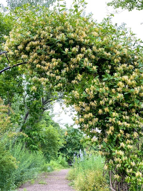 https://www.treeoflife.co.jp/garden/news/images/9e1565e37afb12eb323dcb34ebf7862118996cd2.jpeg