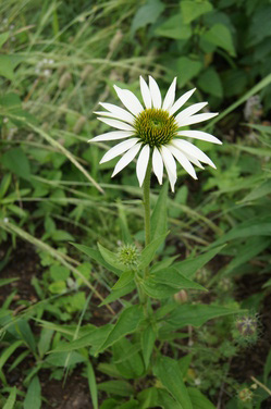 https://www.treeoflife.co.jp/garden/news/images/DSC08825-thumb-250x376-3387.jpg