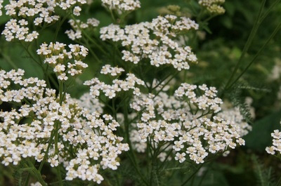 https://www.treeoflife.co.jp/garden/news/images/DSC08866-thumb-400x265-3394.jpg