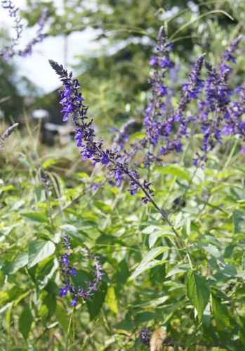 https://www.treeoflife.co.jp/garden/news/images/DSC09031-thumb-350x500-3565.jpg