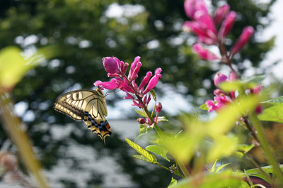 https://www.treeoflife.co.jp/garden/news/images/DSC09038-thumb-400x265-3563.jpg