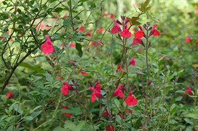 https://www.treeoflife.co.jp/garden/news/images/DSC09041-thumb-400x265-3561.jpg