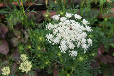 https://www.treeoflife.co.jp/garden/news/images/DSC09049-thumb-400x265-3567.jpg