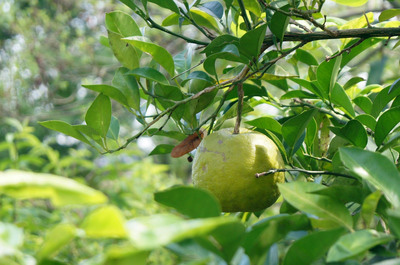 https://www.treeoflife.co.jp/garden/news/images/DSC09062-thumb-400x265-3575.jpg