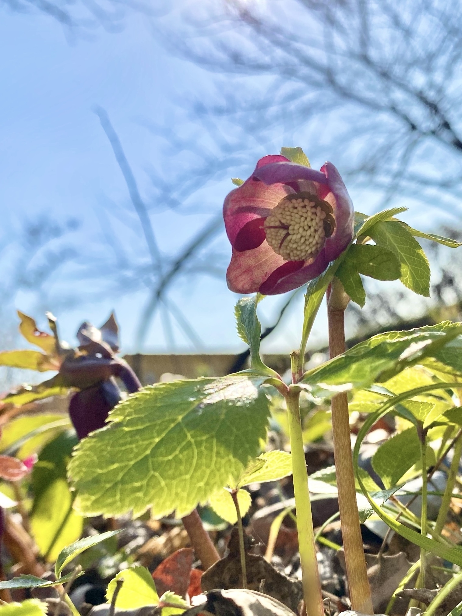 2月のハーブガーデン｜薬香草園｜生活の木：ハーブやアロマなど自然の