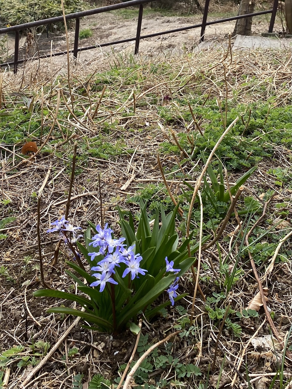 3月のハーブガーデン｜薬香草園｜生活の木：ハーブやアロマなど自然の