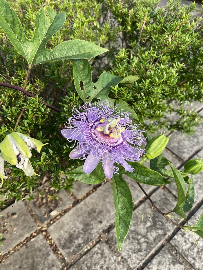 6月のハーブガーデン｜薬香草園｜生活の木：ハーブやアロマなど自然の
