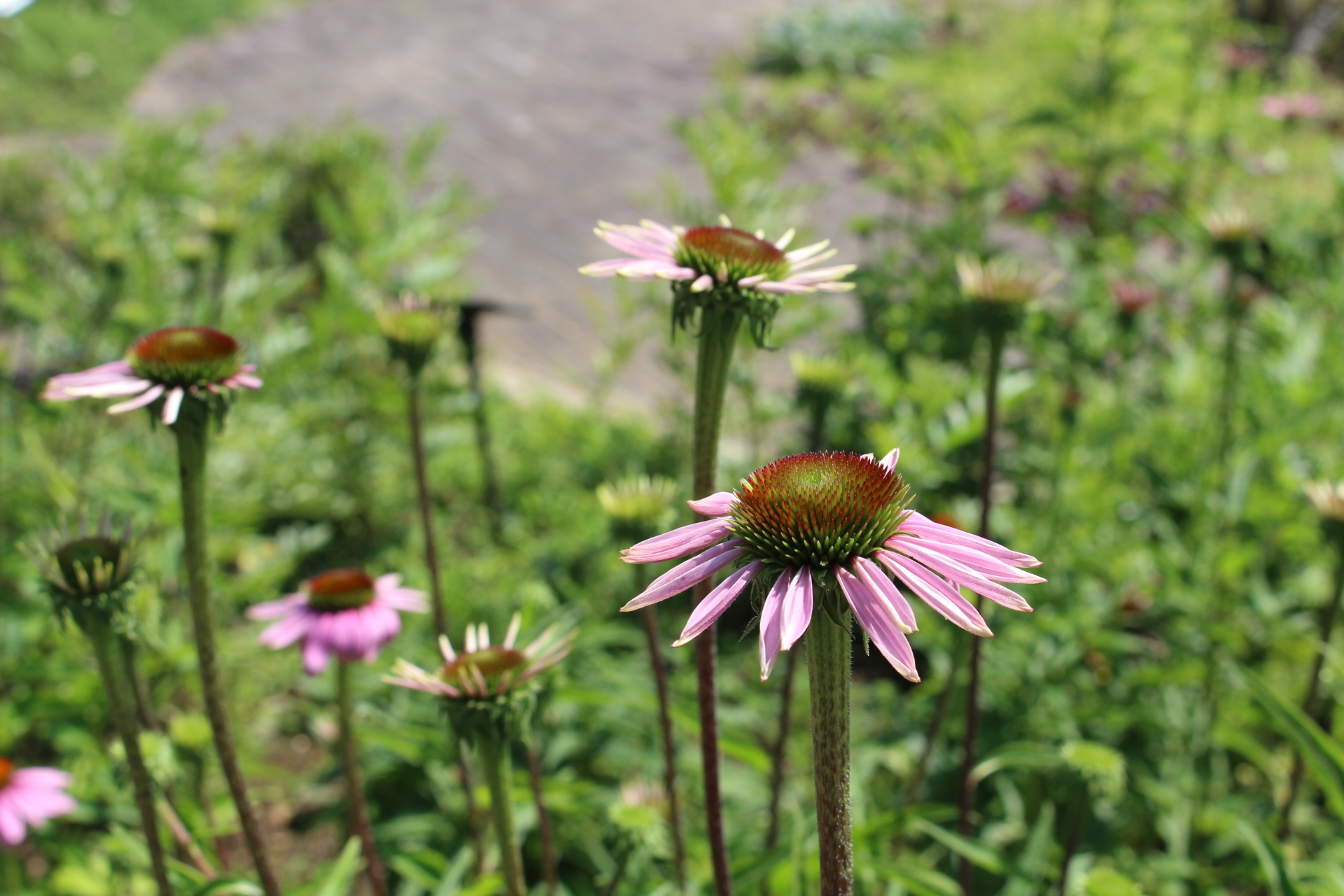 https://www.treeoflife.co.jp/garden/news/images/IMG_0085.JPG