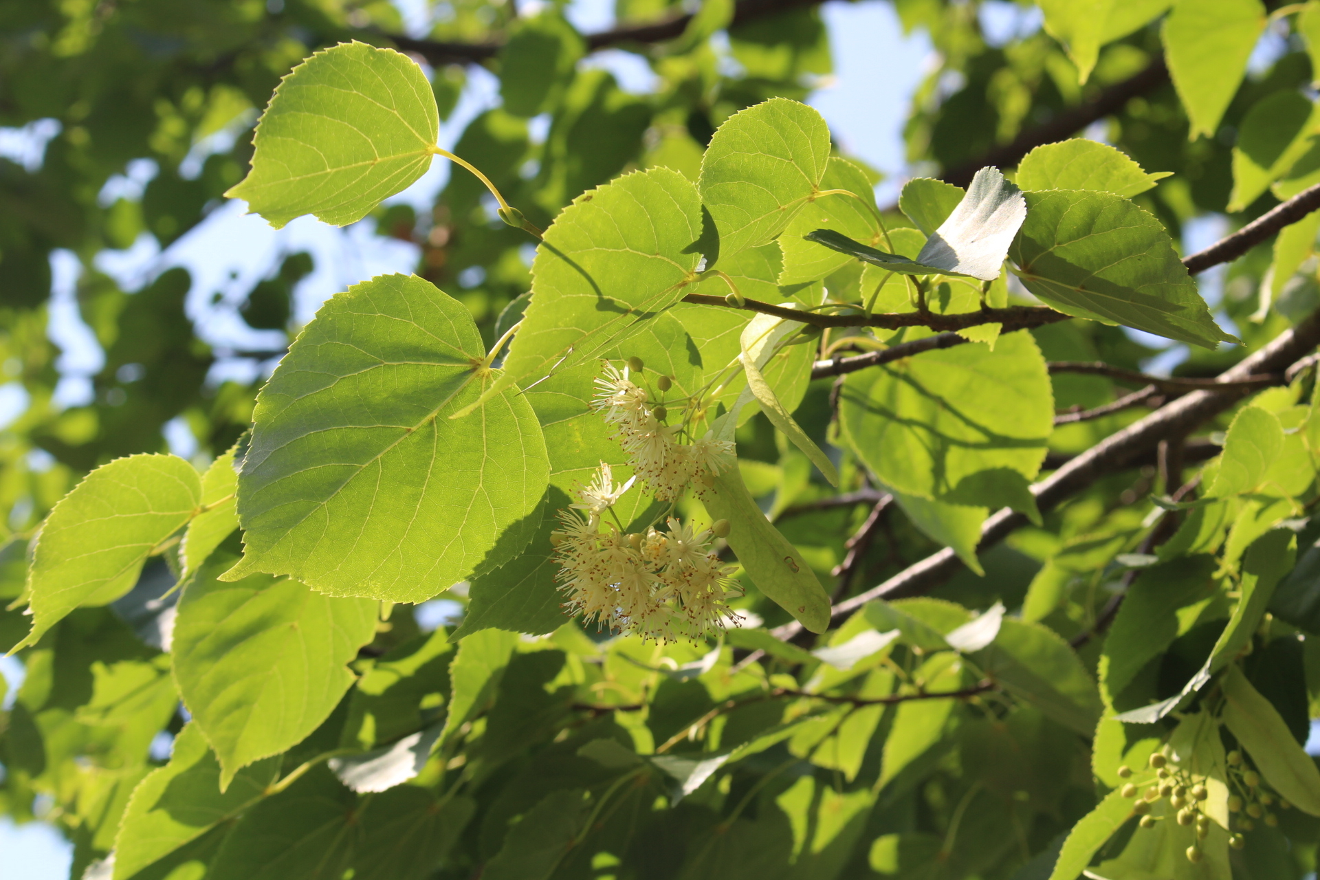 https://www.treeoflife.co.jp/garden/news/images/IMG_0101.JPG