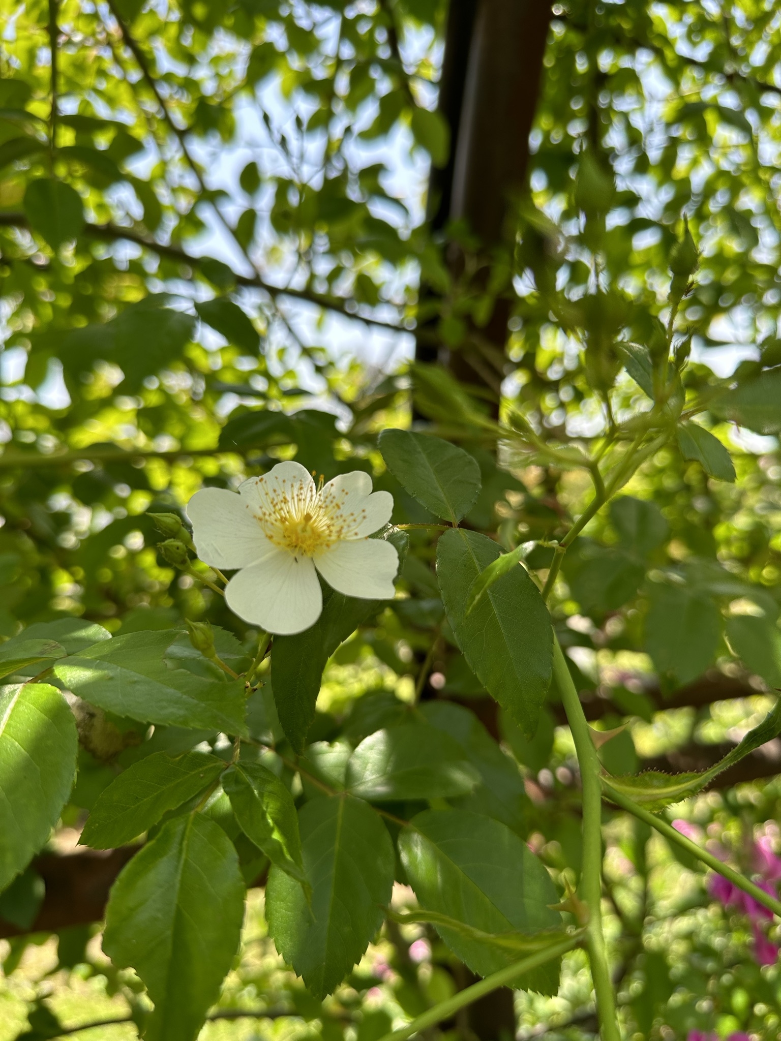 5月のハーブガーデン｜薬香草園｜生活の木：ハーブやアロマなど自然の