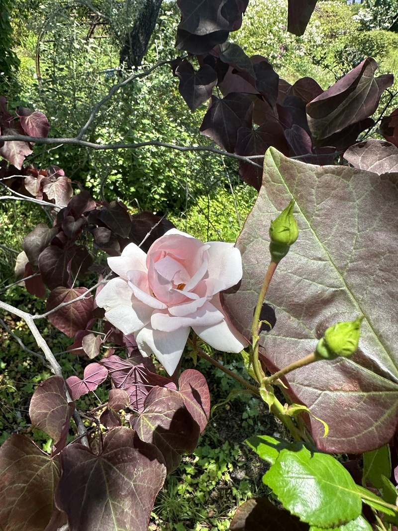 5月のハーブガーデン｜薬香草園｜生活の木：ハーブやアロマなど自然の