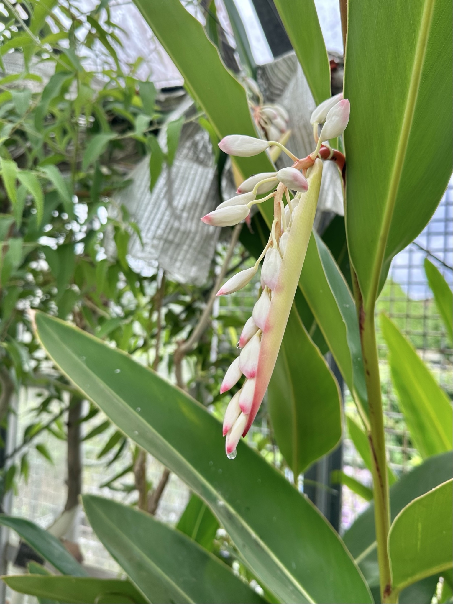 6月のハーブガーデン｜薬香草園｜生活の木：ハーブやアロマなど自然の
