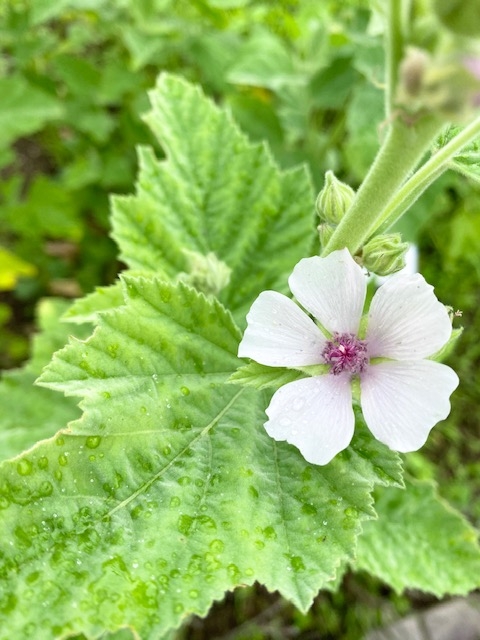 https://www.treeoflife.co.jp/garden/news/images/IMG_2717.jpg