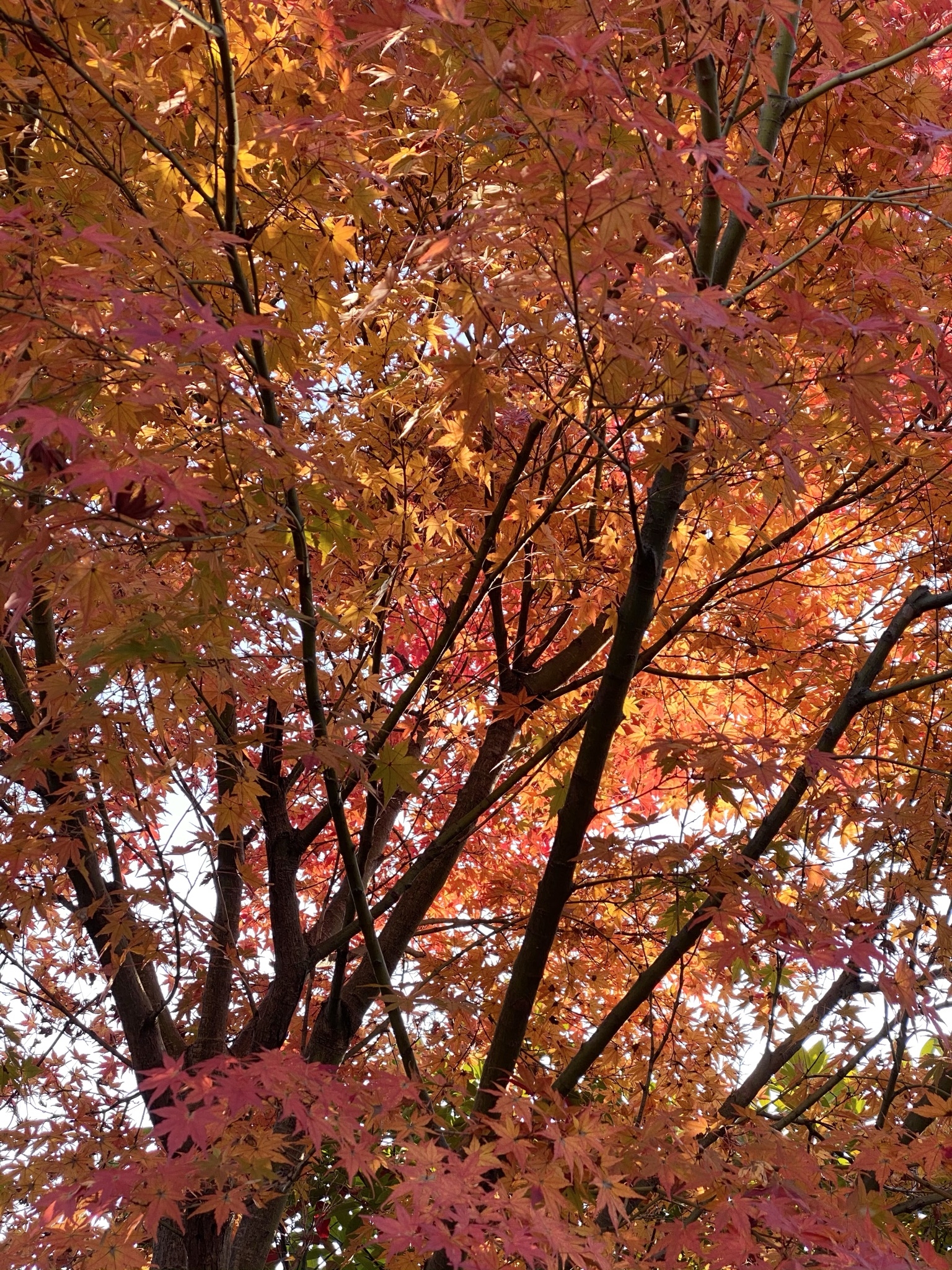 https://www.treeoflife.co.jp/garden/news/images/IMG_5074.JPEG