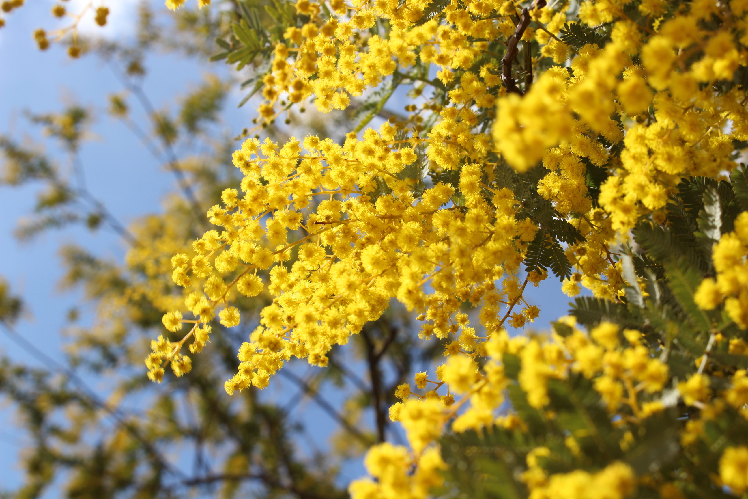 https://www.treeoflife.co.jp/garden/news/images/IMG_8667.JPG