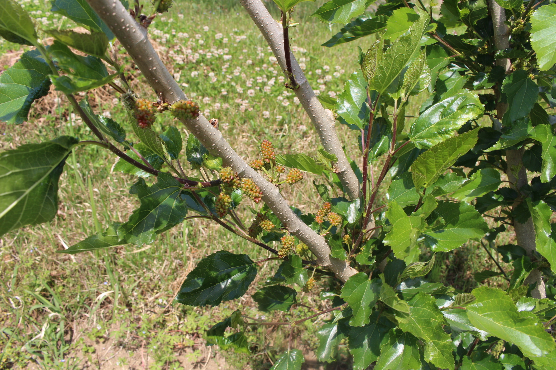 https://www.treeoflife.co.jp/garden/news/images/IMG_9875.JPG