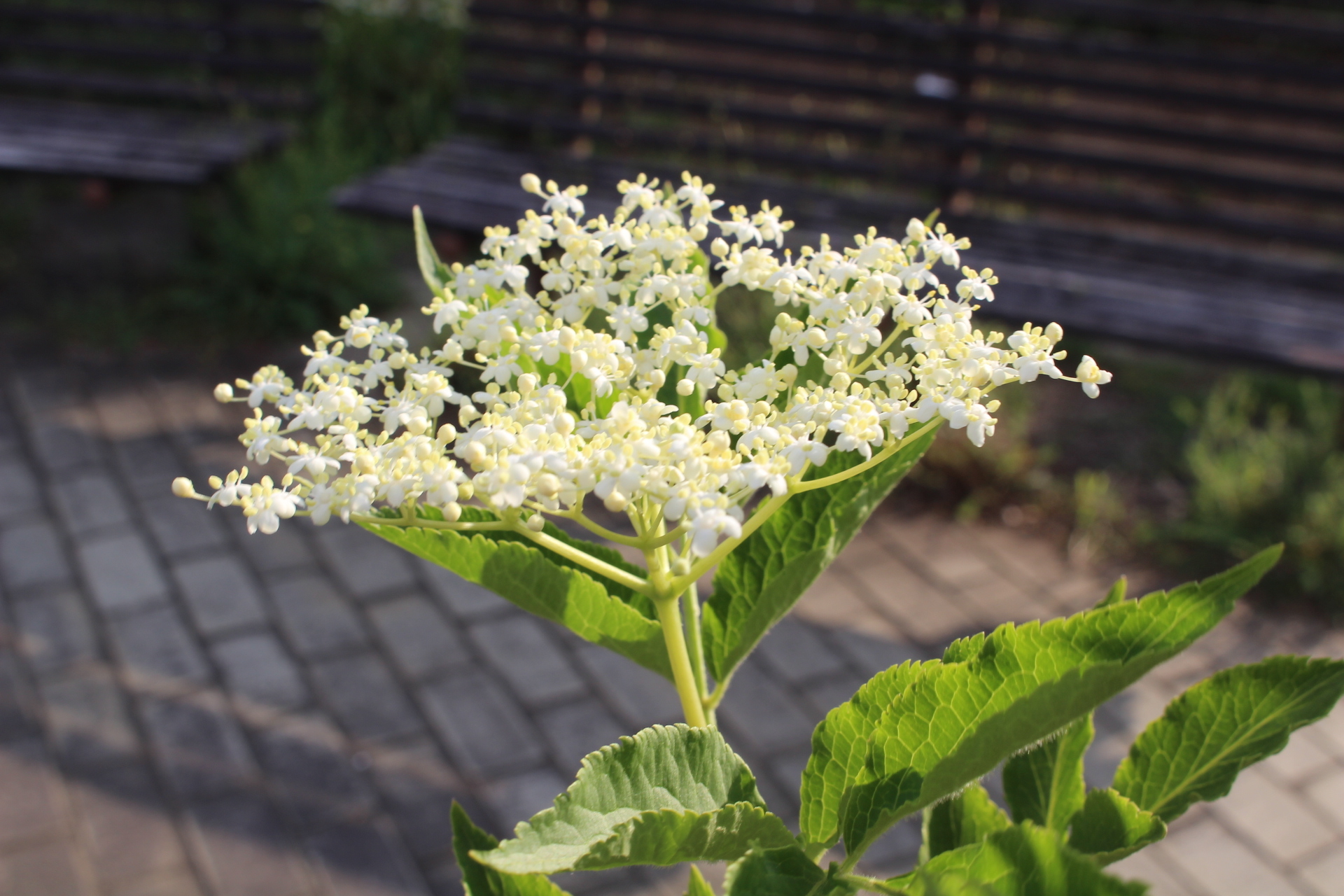 https://www.treeoflife.co.jp/garden/news/images/IMG_9927.JPG