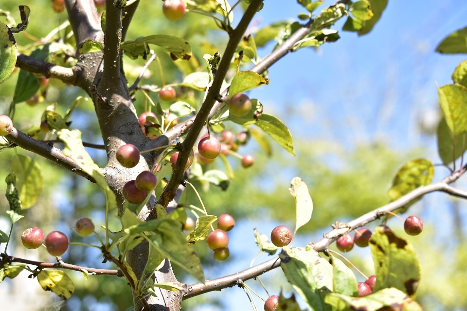 https://www.treeoflife.co.jp/garden/news/images/_DSC0166.JPG