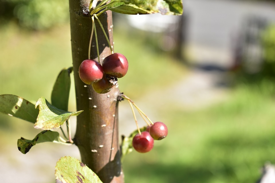 https://www.treeoflife.co.jp/garden/news/images/_DSC0167.JPG