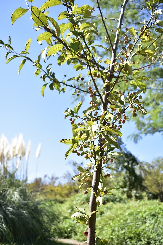 https://www.treeoflife.co.jp/garden/news/images/_DSC0178.JPG