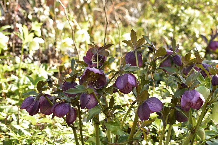 https://www.treeoflife.co.jp/garden/news/images/_DSC1327.JPG