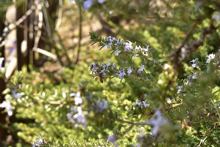 https://www.treeoflife.co.jp/garden/news/images/_DSC1332.JPG